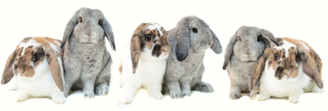 Doug et Bonnie, Mixed Breed for adoption at L