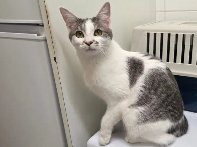 Bavarde, female Mixed Breed for adoption at Arche de Noé Roanne, arche de noe