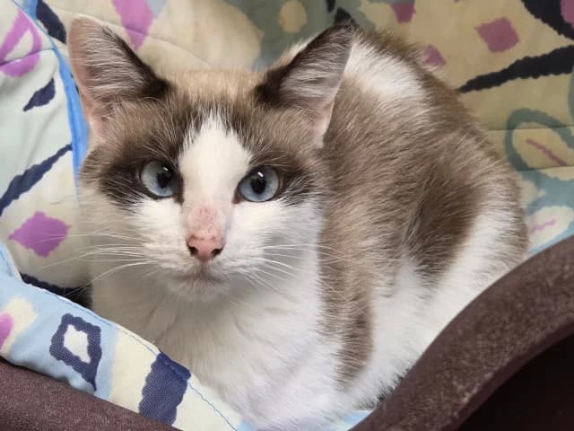 Beryl, female Mixed Breed for adoption at Arche de Noé Roanne, arche de noe