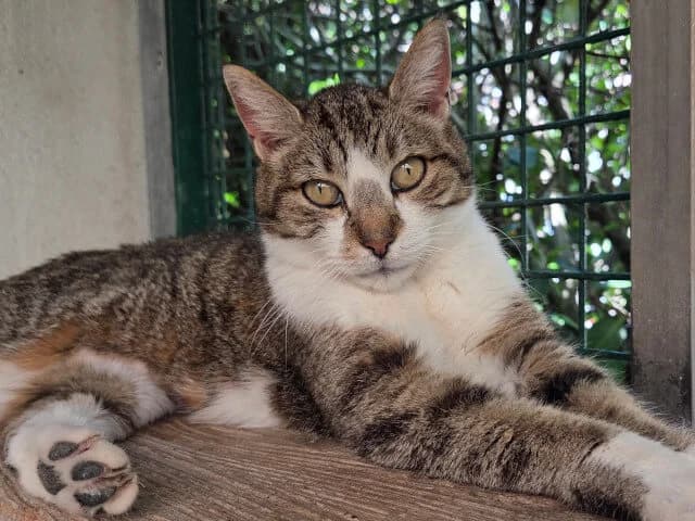 Betsy, female Mixed Breed for adoption at Arche de Noé Roanne, arche de noe