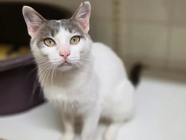 Borneo, male 4yo Mixed Breed for adoption at Arche de Noé Roanne, arche de noe