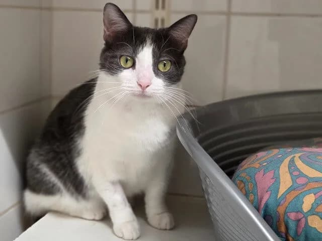 Brandy, female Mixed Breed for adoption at Arche de Noé Roanne, arche de noe