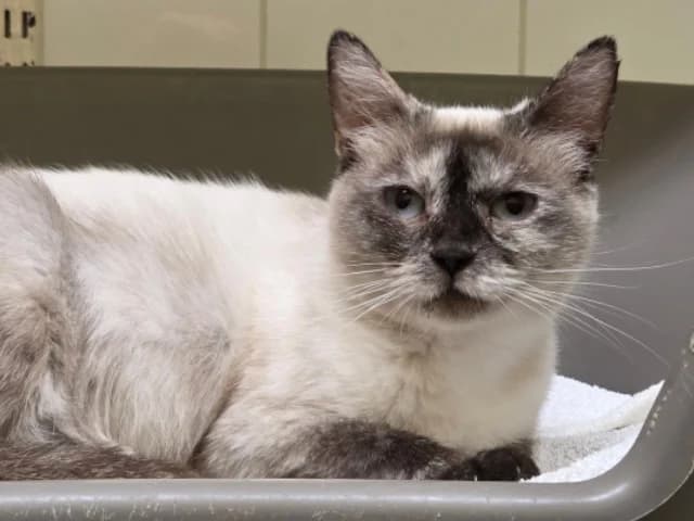 Brindille, female Mixed Breed for adoption at Arche de Noé Roanne, arche de noe