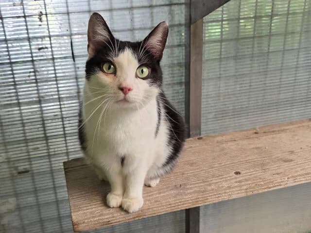Capuchon, male Mixed Breed for adoption at Arche de Noé Roanne, arche de noe