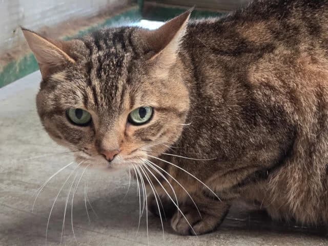 Fleur, female Mixed Breed for adoption at Arche de Noé Roanne, arche de noe