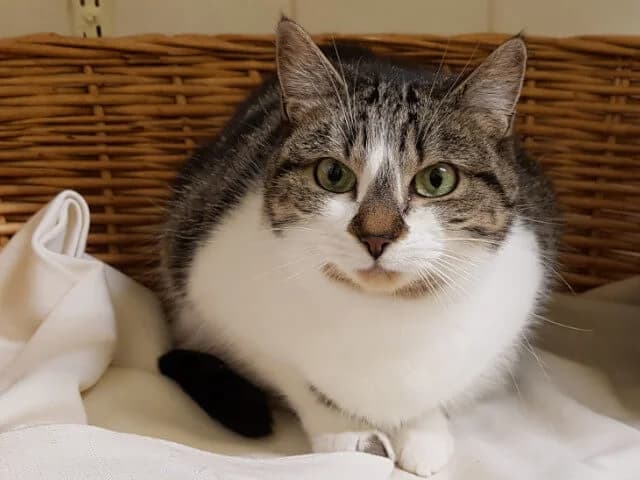 Tina2, female Mixed Breed for adoption at Arche de Noé Roanne, arche de noe