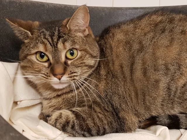 Scratchy, female Mixed Breed for adoption at Arche de Noé Roanne, arche de noe