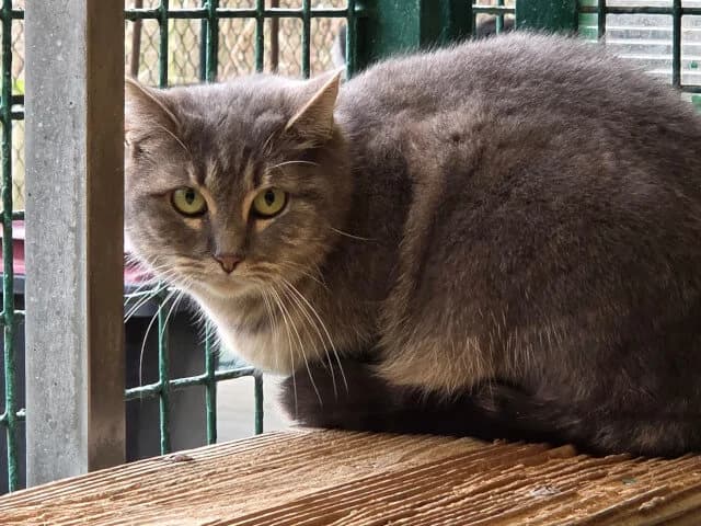 Usalvina, female Mixed Breed for adoption at Arche de Noé Roanne, arche de noe