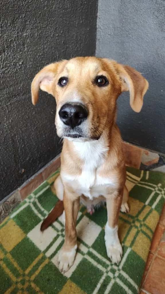 Andres, male 4yo Mixed Breed for adoption at Arche de Phoenix, arche de phoenix