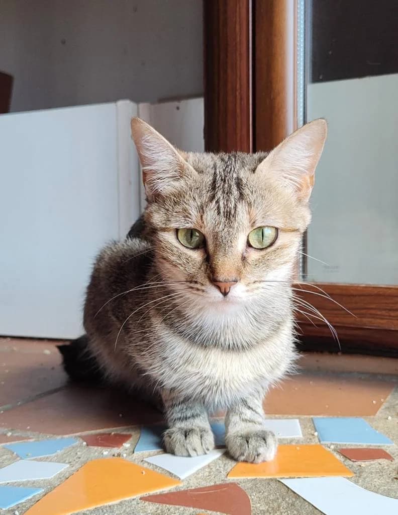 Angelica, female 4yo Mixed Breed for adoption at Arche de Phoenix, arche de phoenix