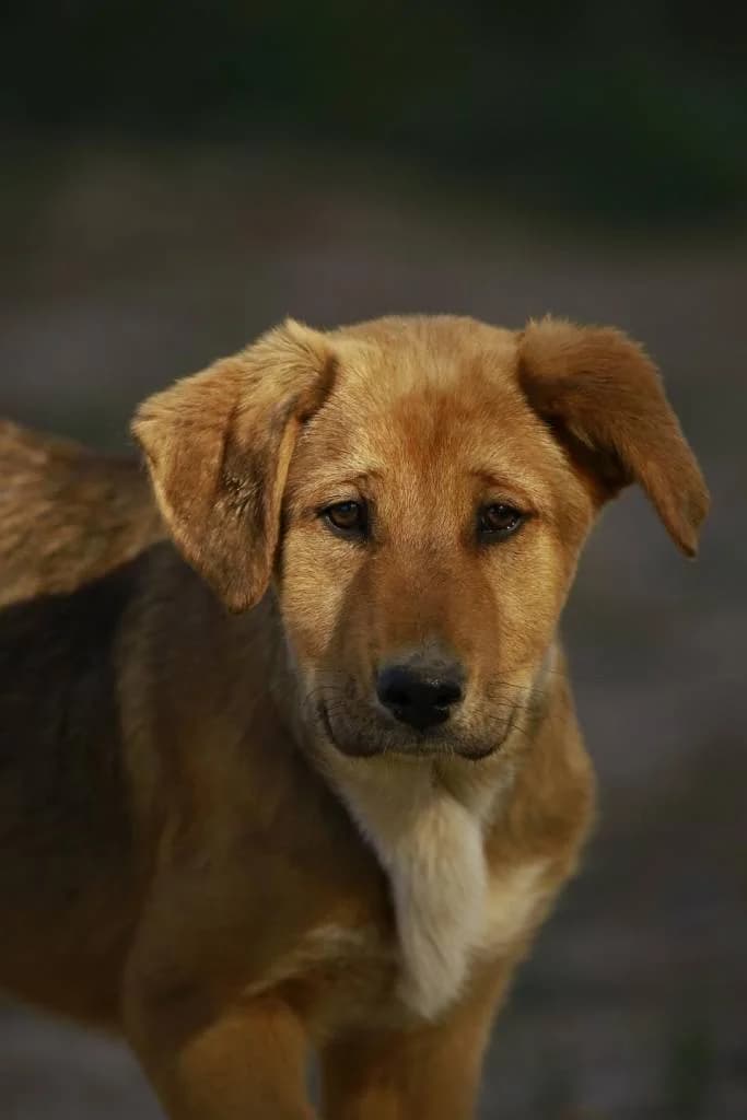Aove, female 4yo Mixed Breed for adoption at Arche de Phoenix, arche de phoenix