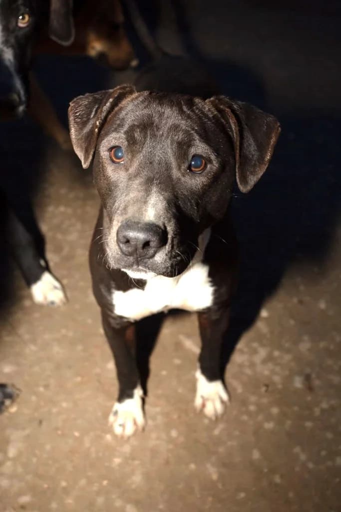 Apolo, male puppy Mixed Breed for adoption at Arche de Phoenix, arche de phoenix