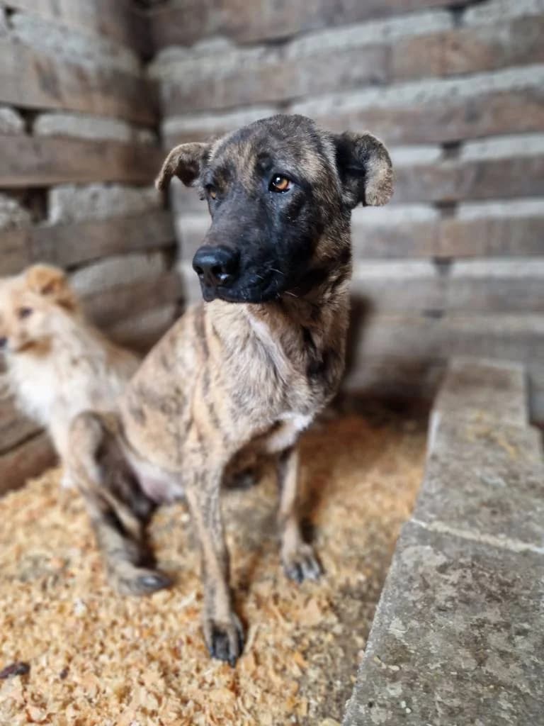 Bella, female 4yo Mixed Breed for adoption at Arche de Phoenix, arche de phoenix
