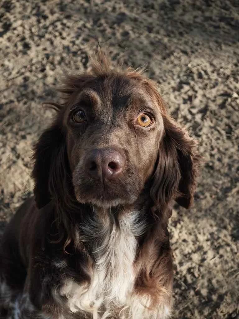 Belle, female 4yo Mixed Breed for adoption at Arche de Phoenix, arche de phoenix