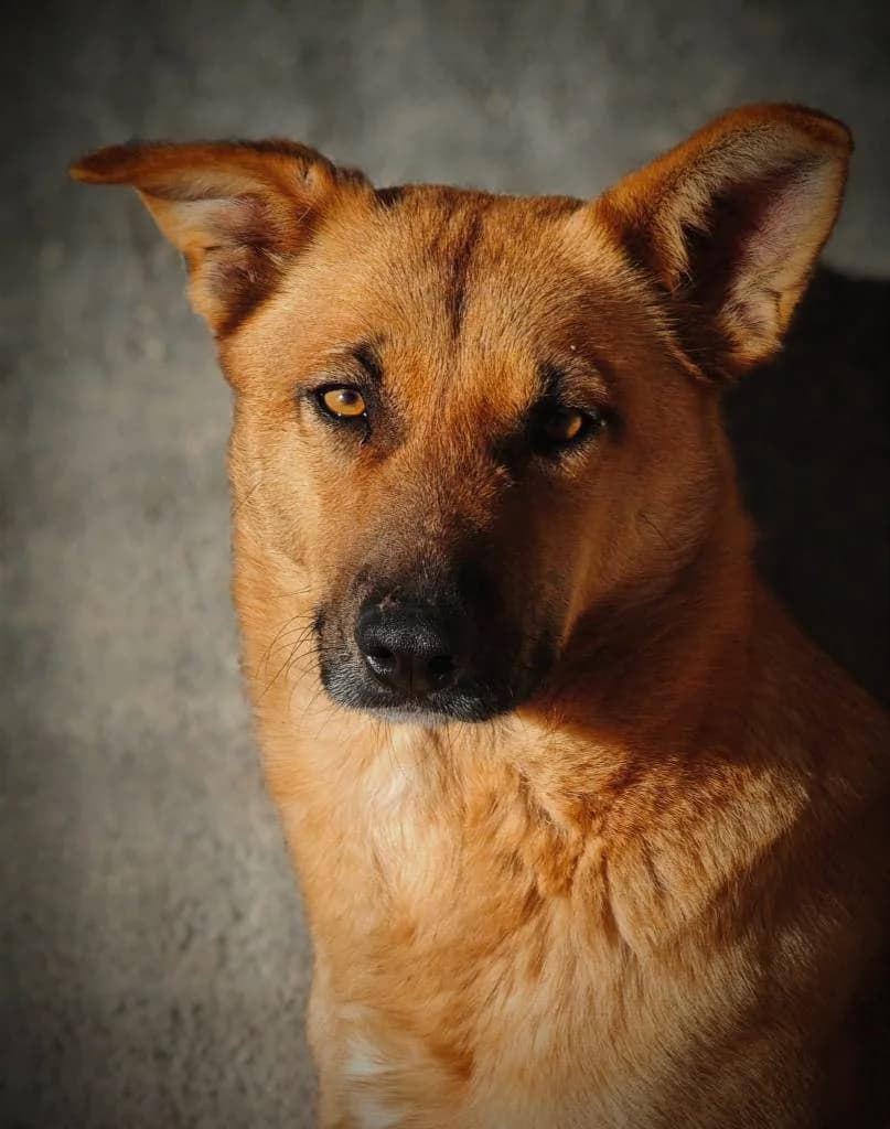 Bimba, female 4yo Mixed Breed for adoption at Arche de Phoenix, arche de phoenix