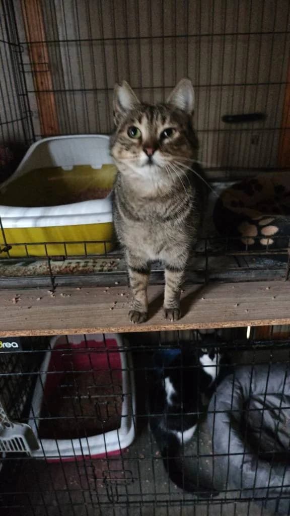 Carmela, female 4yo Mixed Breed for adoption at Arche de Phoenix, arche de phoenix