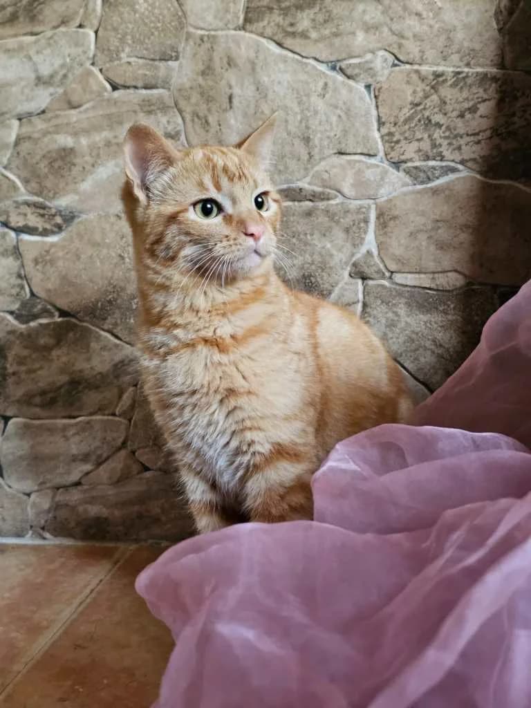 Copi, 4yo Mixed Breed for adoption at Arche de Phoenix, arche de phoenix