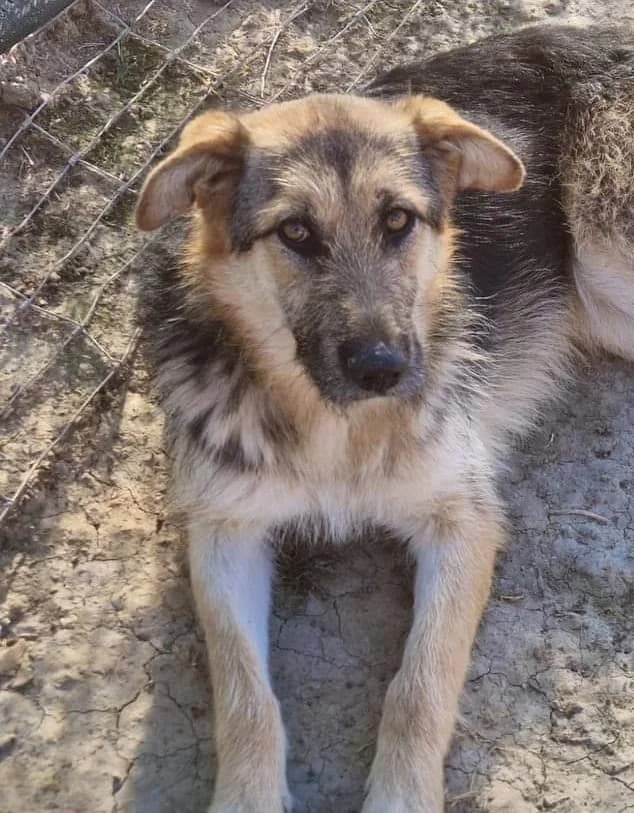 Denisse, female 4yo Mixed Breed for adoption at Arche de Phoenix, arche de phoenix