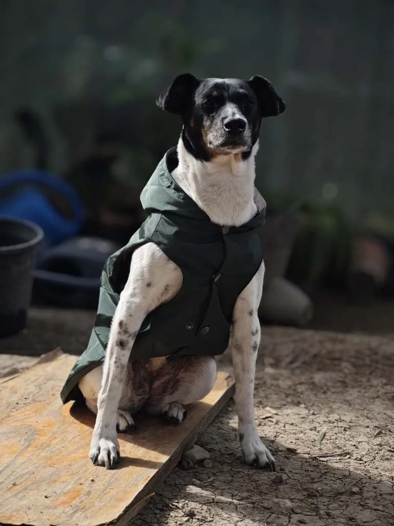 Dubai, female 4yo Mixed Breed for adoption at Arche de Phoenix, arche de phoenix