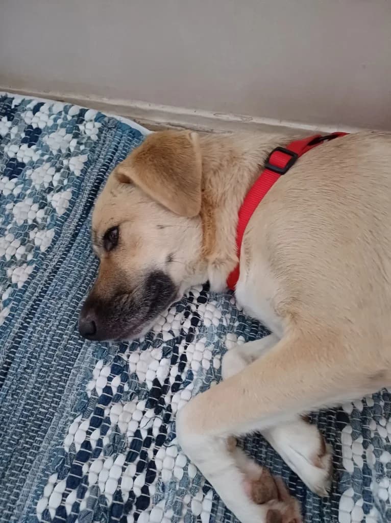Flor, female 4yo Mixed Breed for adoption at Arche de Phoenix, arche de phoenix