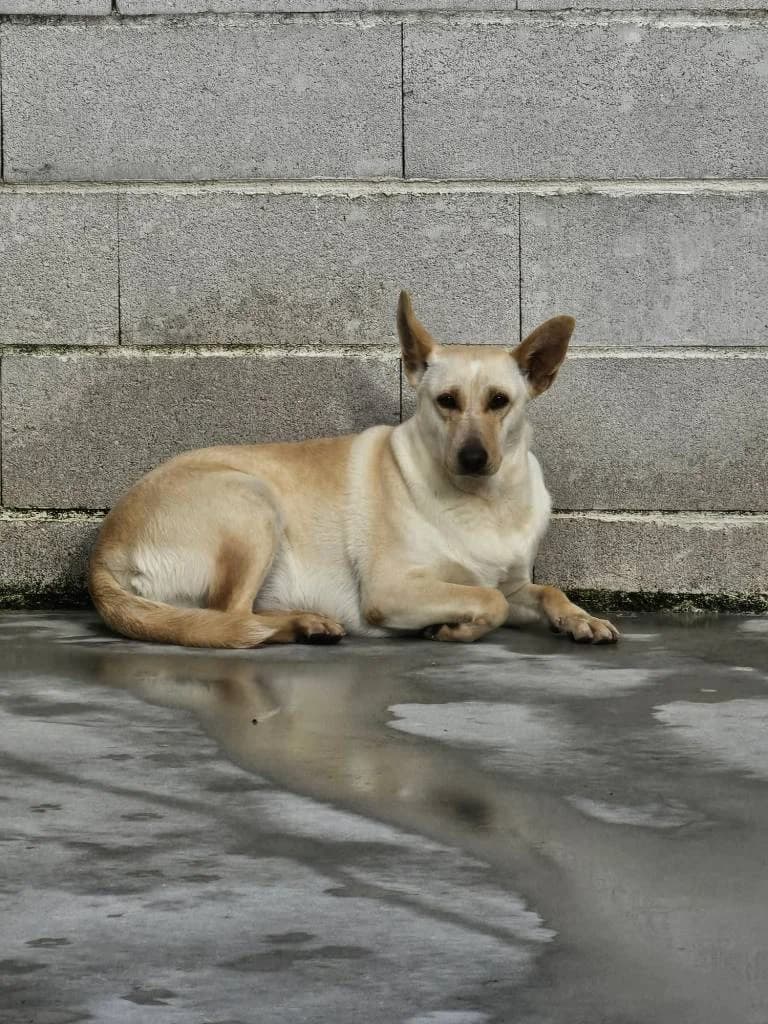 Frouma, female 4yo Mixed Breed for adoption at Arche de Phoenix, arche de phoenix
