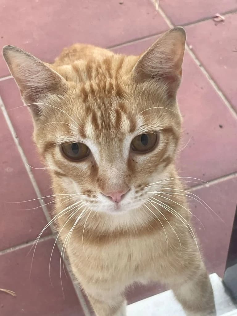 Garfield, 4yo Mixed Breed for adoption at Arche de Phoenix, arche de phoenix