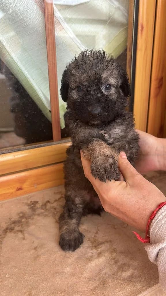 Hermes, 4yo Mixed Breed for adoption at Arche de Phoenix, arche de phoenix