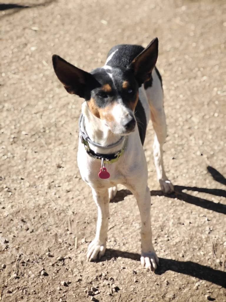 India, female 4yo Mixed Breed for adoption at Arche de Phoenix, arche de phoenix