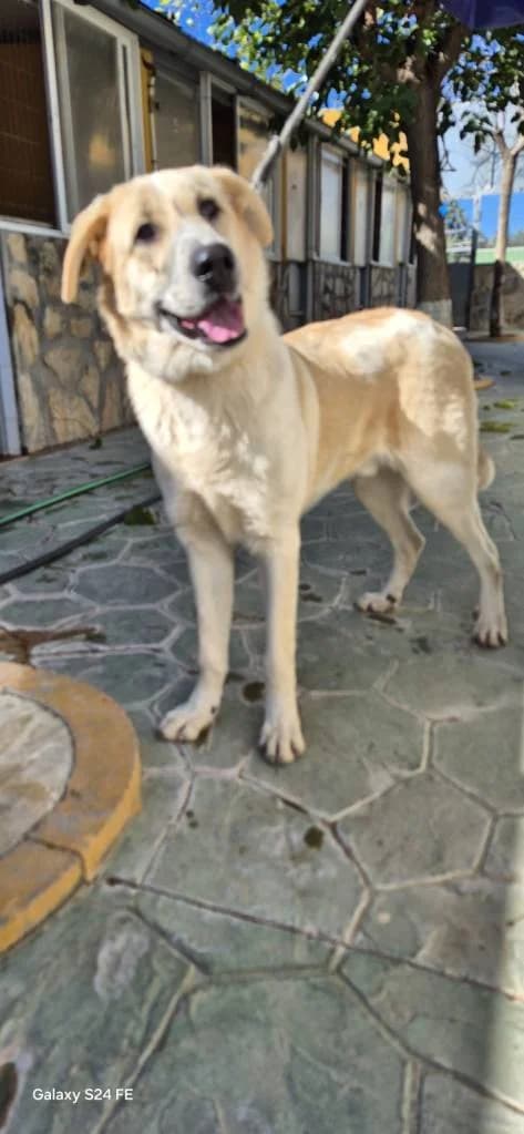 Kai, male 4yo Mixed Breed for adoption at Arche de Phoenix, arche de phoenix