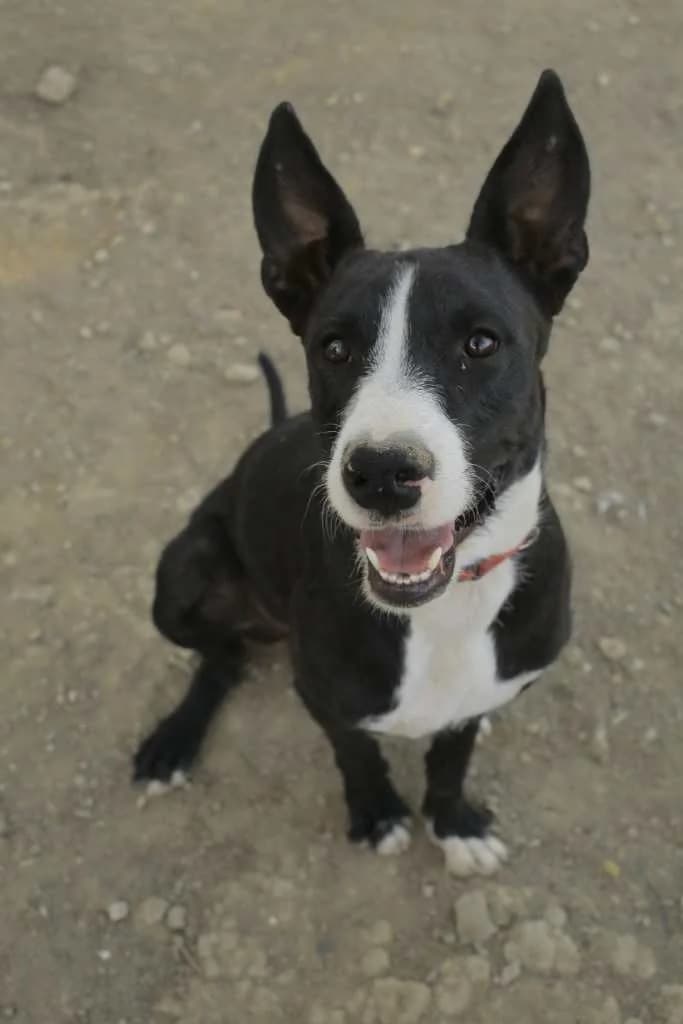 Kobu, 4yo Mixed Breed for adoption at Arche de Phoenix, arche de phoenix