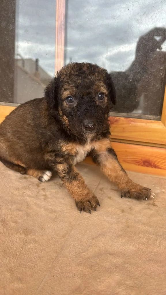 Liam, 4yo Mixed Breed for adoption at Arche de Phoenix, arche de phoenix