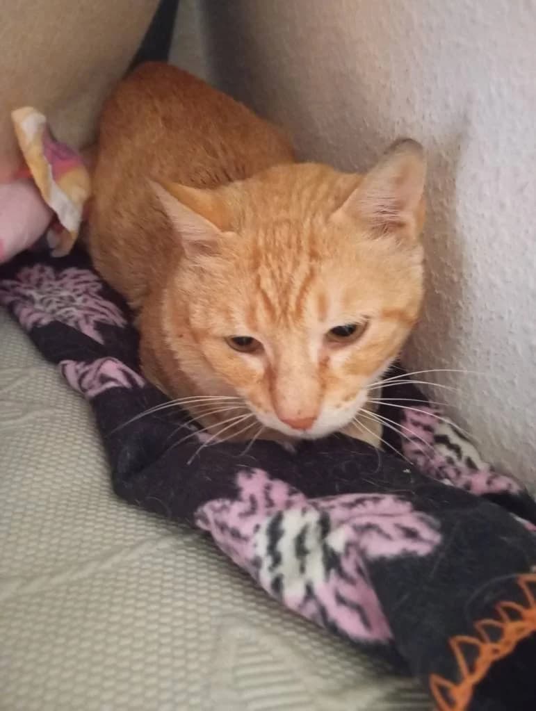 Linda, female 4yo Mixed Breed for adoption at Arche de Phoenix, arche de phoenix