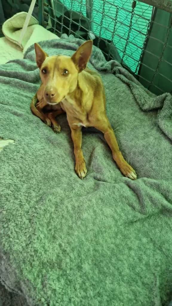 Machado, female 4yo Mixed Breed for adoption at Arche de Phoenix, arche de phoenix