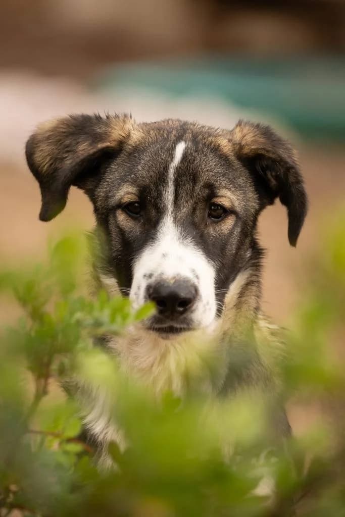 Maravilla, female 4yo Mixed Breed for adoption at Arche de Phoenix, arche de phoenix