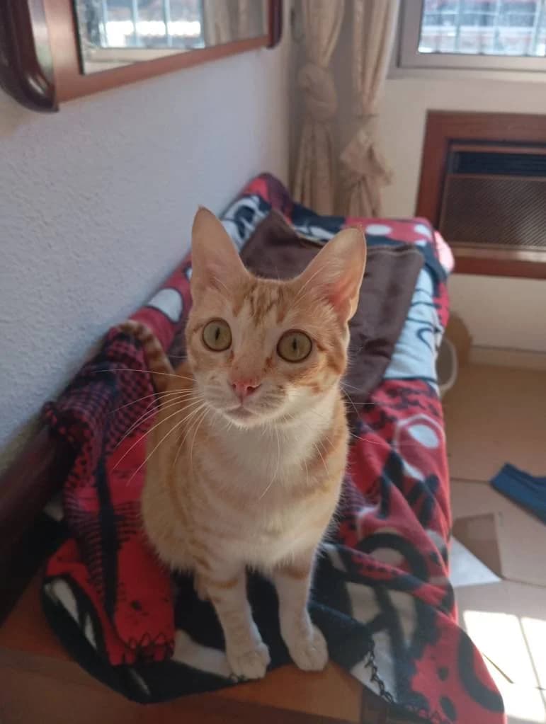 Marta, female 4yo Mixed Breed for adoption at Arche de Phoenix, arche de phoenix