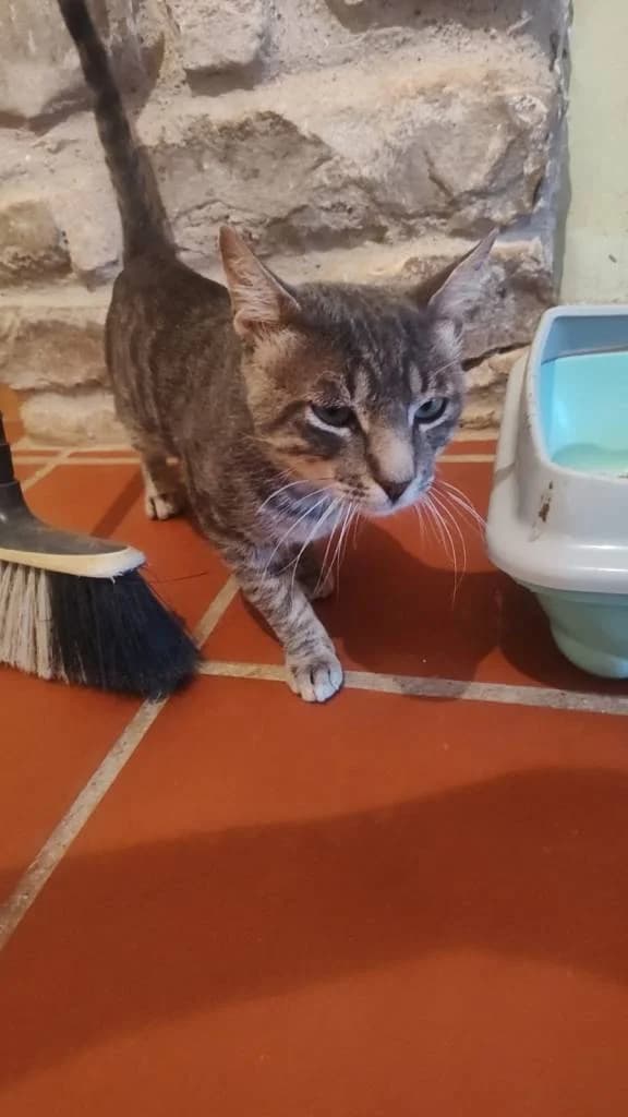 Moises, male 4yo Mixed Breed for adoption at Arche de Phoenix, arche de phoenix
