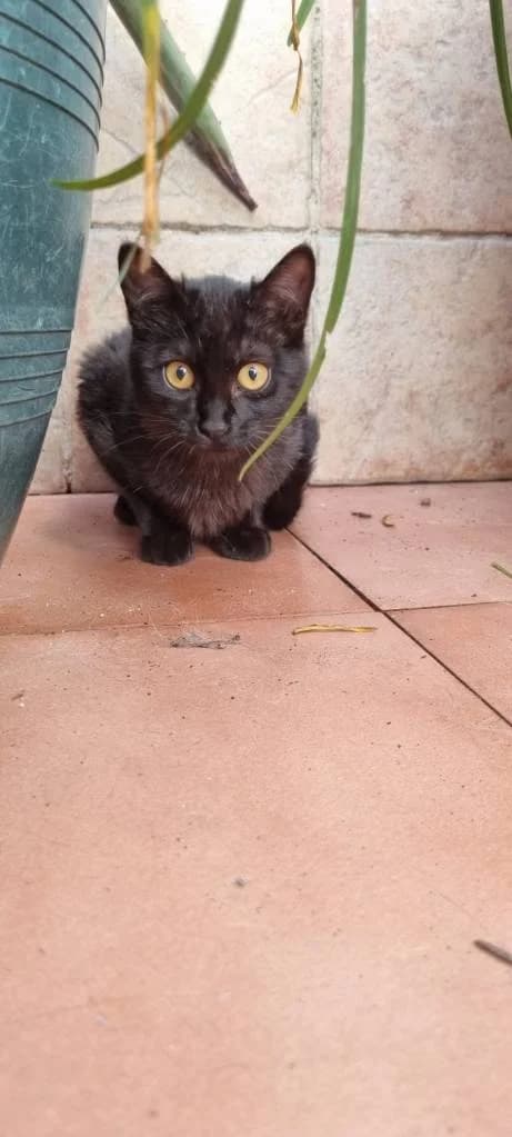 Nola, female 3yo Mixed Breed for adoption at Arche de Phoenix, arche de phoenix