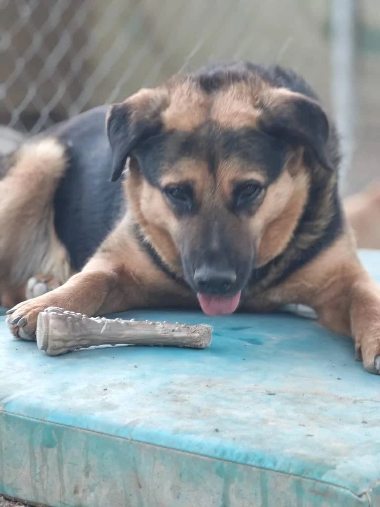 Norte, male Mixed Breed for adoption at Arche de Phoenix, arche de phoenix