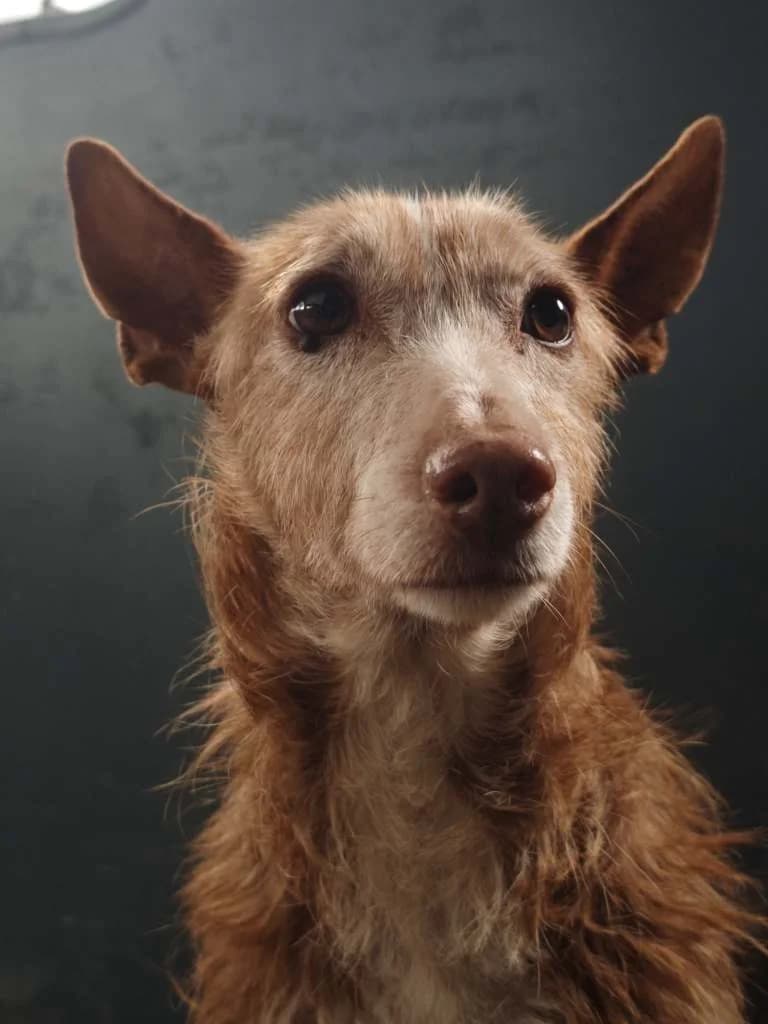 Nuria, female 4yo Mixed Breed for adoption at Arche de Phoenix, arche de phoenix