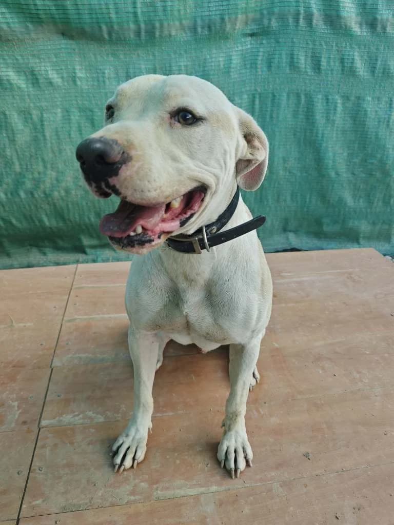 Odin, male 4yo Mixed Breed for adoption at Arche de Phoenix, arche de phoenix