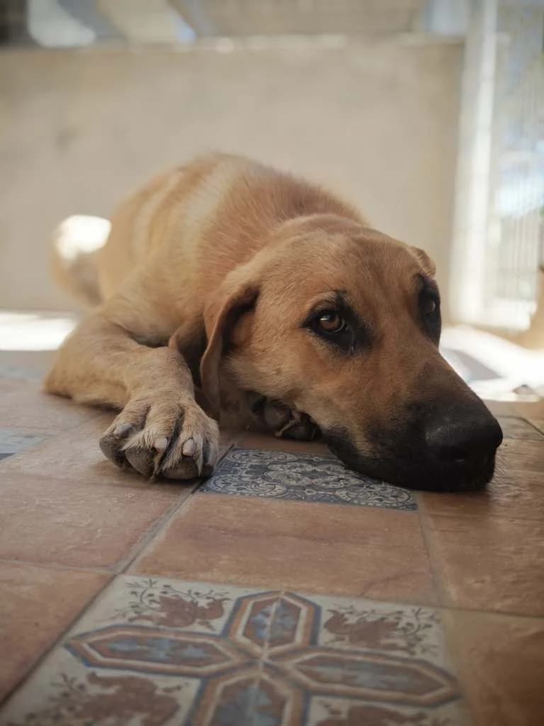 Paola, female 4yo Mixed Breed for adoption at Arche de Phoenix, arche de phoenix