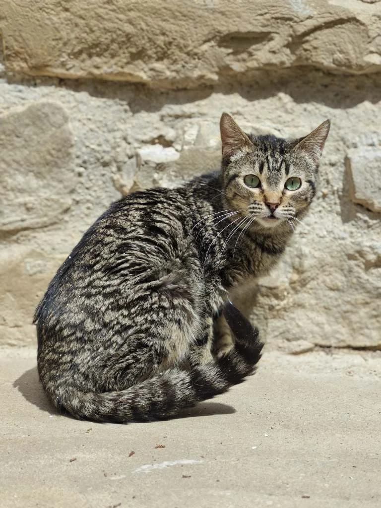 Pequena, female 4yo Mixed Breed for adoption at Arche de Phoenix, arche de phoenix