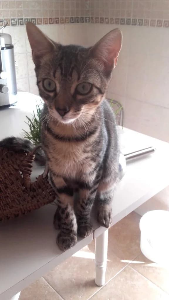 Piano, male 4yo Mixed Breed for adoption at Arche de Phoenix, arche de phoenix