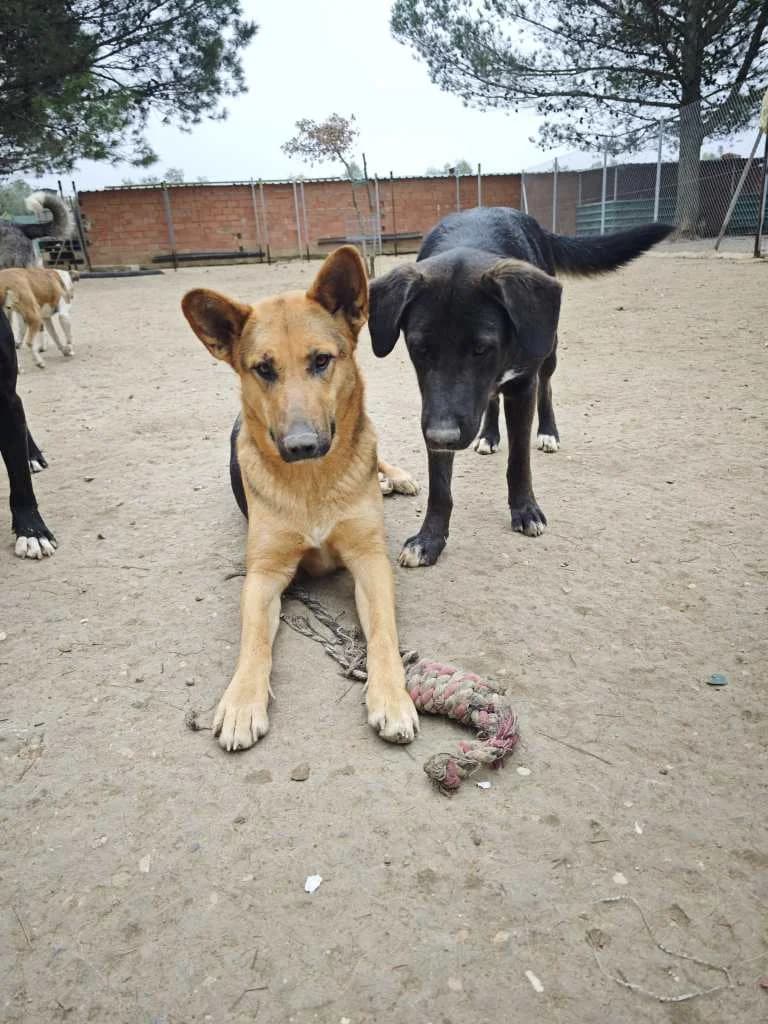 Puppie, female 4yo Mixed Breed for adoption at Arche de Phoenix, arche de phoenix