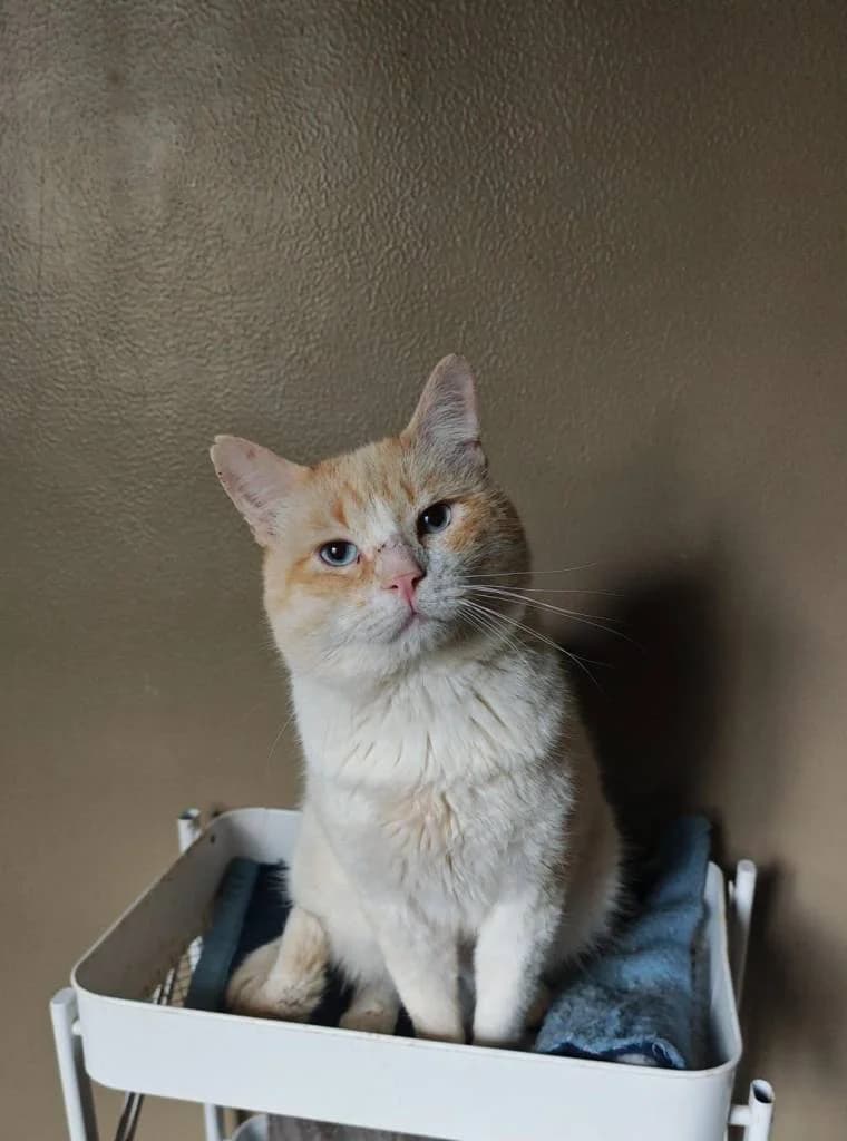 Ramoncin, male 4yo Mixed Breed for adoption at Arche de Phoenix, arche de phoenix