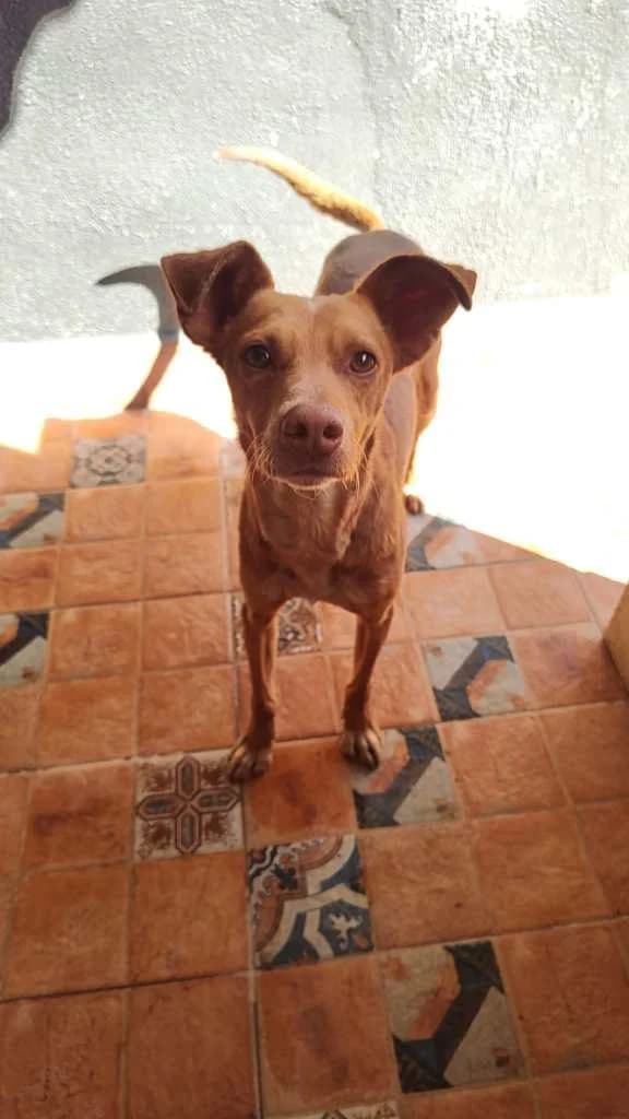 Robin, male 4yo Mixed Breed for adoption at Arche de Phoenix, arche de phoenix