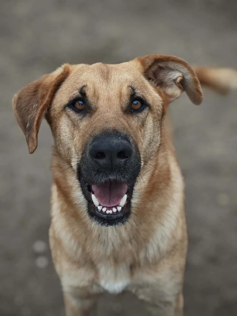 Rubia, female 4yo Mixed Breed for adoption at Arche de Phoenix, arche de phoenix