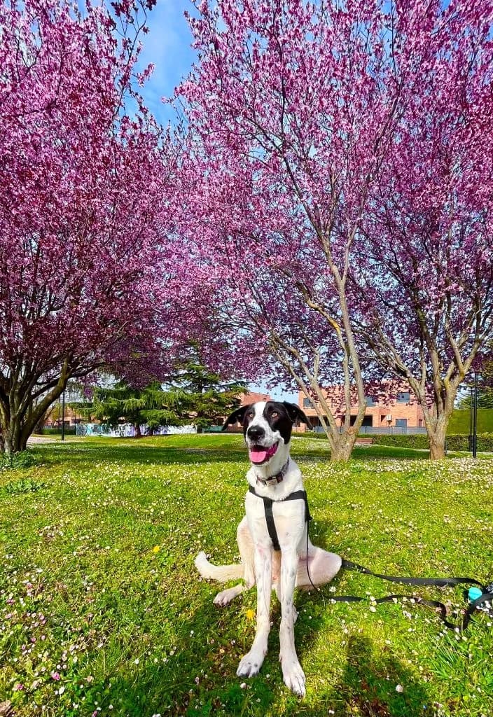 Siena, female Mixed Breed for adoption at Arche de Phoenix, arche de phoenix