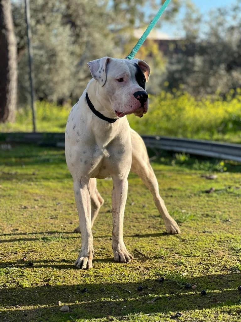Snow, male 4yo Mixed Breed for adoption at Arche de Phoenix, arche de phoenix