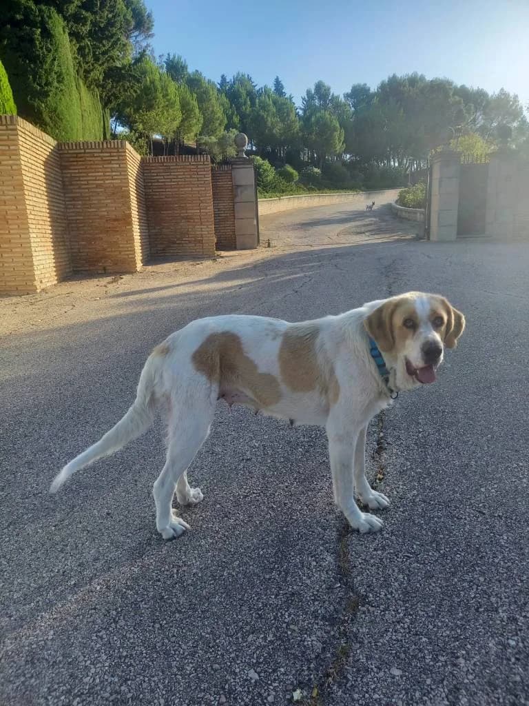 Tina, female 4yo Mixed Breed for adoption at Arche de Phoenix, arche de phoenix